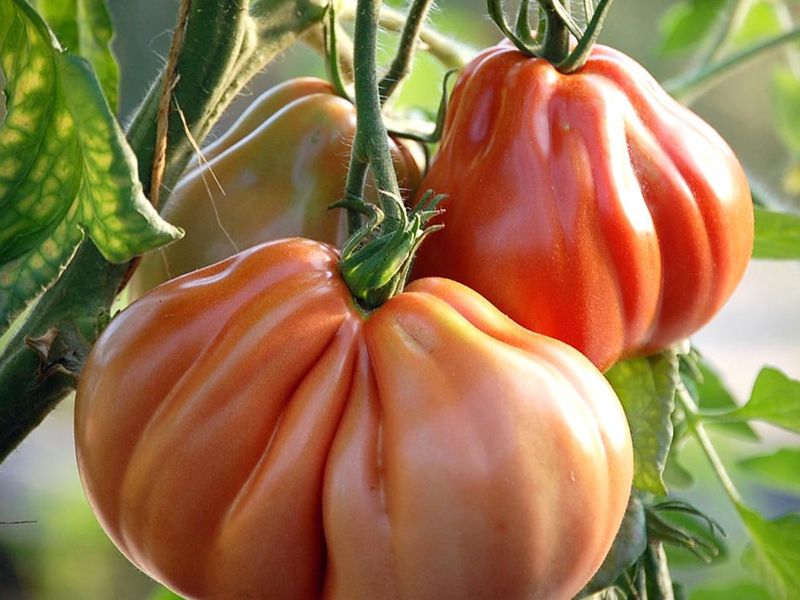Биф-томаты: особенности агротехники